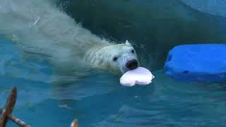 おやつ本日2回目 ホウちゃん・イッちゃん 天王寺動物園のホッキョクグマ🐻‍❄️ Polar bear