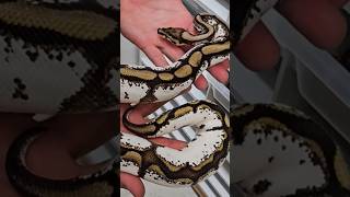 CINNAMON SPIDER CALICO #ballpython