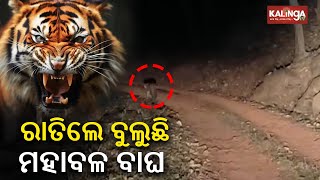 Tourists spot tiger in Similipal National Park at night || Kalinga TV