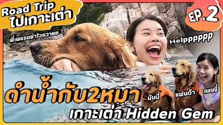 Road Trip ไปเกาะเต่า EP.2 ทาสหมาต้องดู! ดำน้ำกับน้องโกลเด้นที่เกาะเต่า น่ารักมาก | Paidon ไปโดน