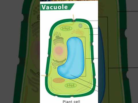 What cell does the vacuole work with?
