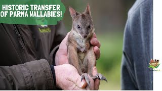 15 endangered Parma Wallabies transferred from Blue Mountains to Barrington Tops!