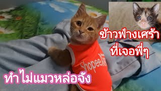 ใส่เสื้อแล้วหล่อขนาดนี้เลย ข้าวฟ่างเจอพี่ๆเดินออกมาเศร้าเลย@cats_home