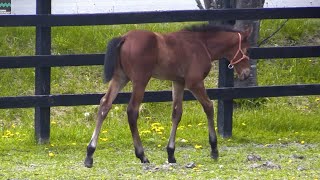 【ペルティナクス】デビューまでの道のり