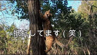 散歩から帰りたくない娘猫と帰りたい父の裏山コント