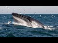 Sardine Run Adventure — South African Aquatic Safari