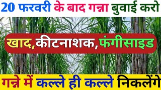 गन्ना बुवाई में कीटनाशक, फंगीसाइड , खाद की पूरी जानकारी।गन्ना बुवाई में खाद।गन्ना बुवाई में कीटनाशक