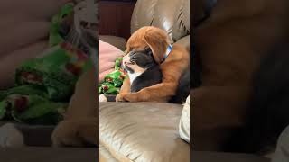 Funny DOGS and CATS Videos😻😂Funniest Animals Videos 2025_try not to laugh