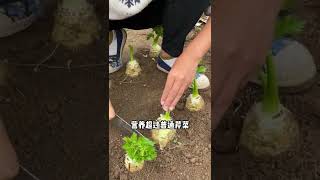 230 大秧农场 能降指标的根芹，根苗种子都有！ #芹菜 #根芹 @快手创作者中心O3xrgtux2ehryffe