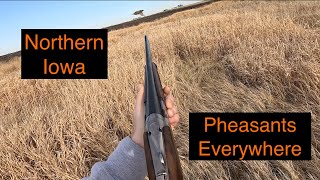 Iowa Pheasant Hunting | Birds Everywhere & Good Dog Work *LIMIT* ( Pudlepointer )