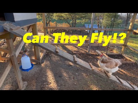 Do chickens fly away?