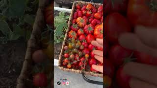 حصاد 25 آخر حصاد طماط 🥲🧺🍅 | زراعة منزلية عضوية #اكسبلور #زراعة #حصاد #gardening #زراعة_منزلية