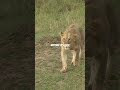 Lions The Kings Of The Jungle A WildWisdomTV Short 🦁