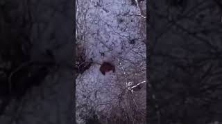 Drone footage Of Bigfoot!!!￼