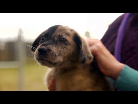 Why Foster a Dog Why Foster a Dog
