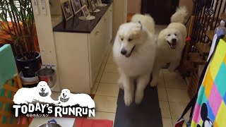 お出かけ確定で出発が待ちきれないルンルンとアランです　Great Pyrenees　グレートピレニーズ