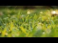 vecteezy natural green grass field in the morning sunlight while watering