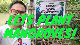 Mangrove Planting Drive 2021