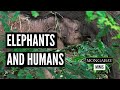 Elephants vs Humans: Is there a solution?