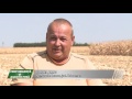 performanta si agricultura rezultate recoltare porumb la hibrizii syngenta productie video btvideo