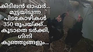 ഗിനി കോഴി, ടർക്കി കോഴി കുഞ്ഞുങ്ങൾ വില്പനയ്ക്ക് | നാടൻ കോഴി വളർത്തൽ |