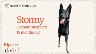 Stormy's Board and Train