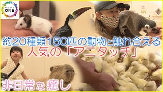 ヒヨコからミーアキャットまで…約20種類150匹の動物とふれあえる施設 多くの人を虜にする“癒しの力”