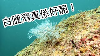 【香港潛水🤿】白臘灣生態環境