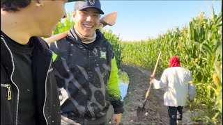 ASÍ DAMOS EL SEGUNDO RIEGO DE INUNDACIÓN CON EL OSCAR UN DÍA DE TRABAJO🧑🏻‍🌾(elmariomt)‼️