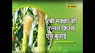 Advanced varieties of Rabi maize