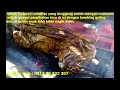 Jual kambing guling murah di Koper 0813 80 222 307