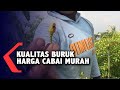 Kualitas Buruk Harga Cabai Hanya Rp. 5000