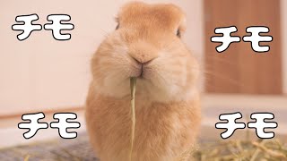 30秒間ムギが牧草を食べる動画【No.1030】