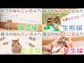 【リスに洗脳される】シマリスを飼うか悩み中の人へ【フェーズ1 4 共生編】