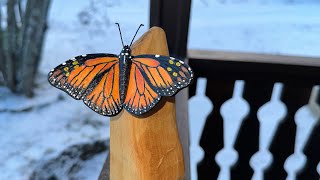 Monarch butterfly wood carving