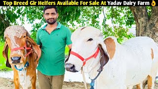 Top Breed Gir Heifers Available For Sale At Yadav Dairy Farm👌/ यादव डेरी फार्म की टाॅप गिर बछड़ियां