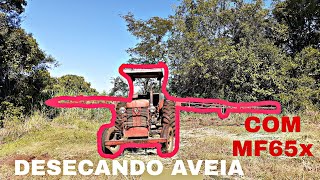 DESECANDO AVEIA DE VERÃO COM MF65x