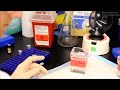 glycan binding assay on cfg glycan microarray slide with biotin tagged sample