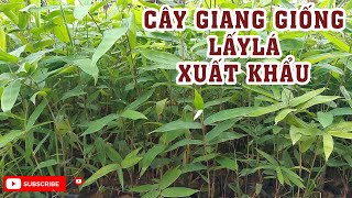 Cung Cấp Giống Cây Giang Lấy Lá Xuất Khẩu | 0764 456 123