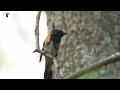 american redstart