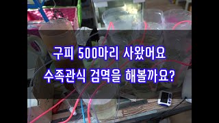 구피 500마리 사왔습니다. 검역을 실시하겠습니다.