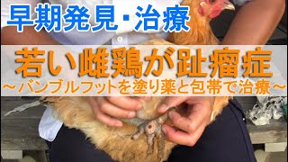 珍しい若雌鶏の趾瘤症～バンブルフットのニワトリを明治きず薬と包帯で治療～