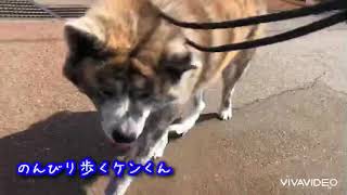 【ペットホテル】秋田犬のケンくん🐾