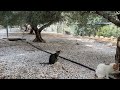 Blind Kitten Stevie is having Fun  - Takis Shelter