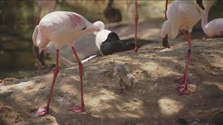 Zoo Day | Lesser Flamingos