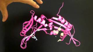 How Do Restriction Enzymes Interact With DNA?