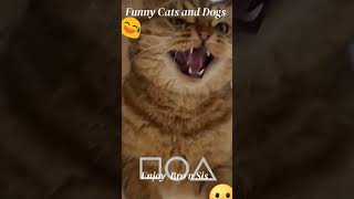 Funniest Animals 2023 Funniest Cats and Dogs Part 3 cute animals beautiful