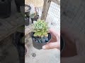 succulent plant care sedeveria markus succulent succulentpropagation succulentcare shorts