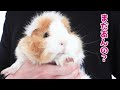 言葉を理解し、お返事できるカシコのモルモット　cute guineapig