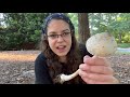 How to ID parasol mushrooms in the Macrolepiota genus